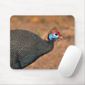 Helmeted Guinea Fowl (Numida meleagris). Afrika, Muismat (Met muis)