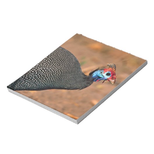 Helmeted Guinea Fowl (Numida meleagris). Afrika, Notitieblok (Linkerzijde)