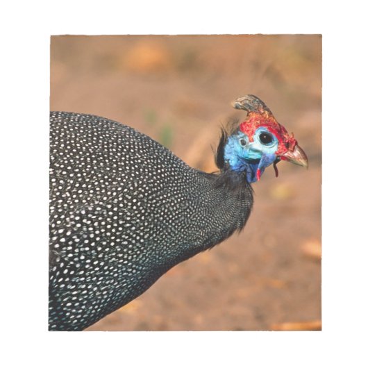 Helmeted Guinea Fowl (Numida meleagris). Afrika, Notitieblok (Voorkant)