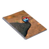 Helmeted Guinea Fowl (Numida meleagris). Afrika, Notitieboek (Rechterzijde)