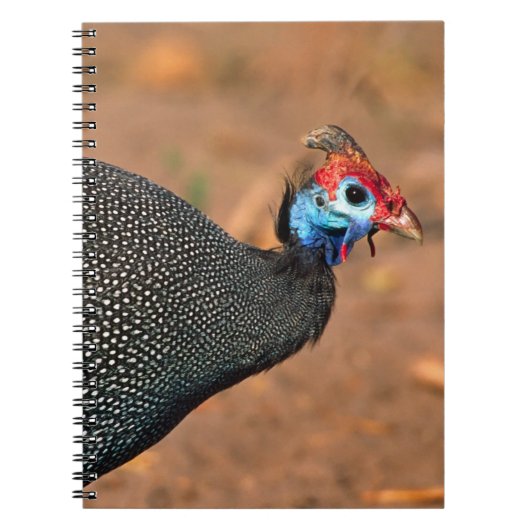 Helmeted Guinea Fowl (Numida meleagris). Afrika, Notitieboek (Voorkant)