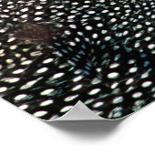 Helmeted Guinea Fowl (Numida meleagris). Afrika, Poster (Hoek)