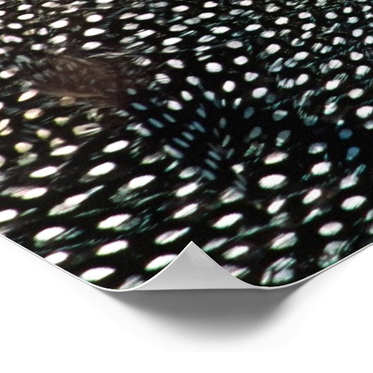 Helmeted Guinea Fowl (Numida meleagris). Afrika, Poster (Hoek)