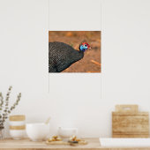 Helmeted Guinea Fowl (Numida meleagris). Afrika, Poster (Keuken)