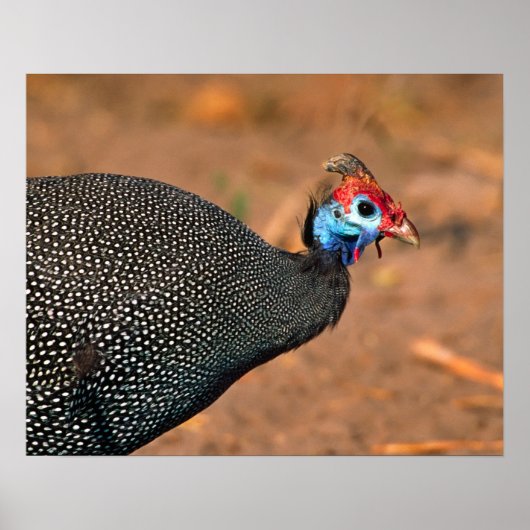 Helmeted Guinea Fowl (Numida meleagris). Afrika, Poster (Voorkant)
