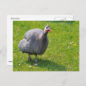 Helmeted Guineafowl op gras Briefkaart (Voorkant / Achterkant)