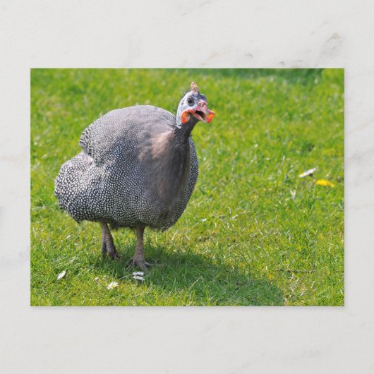 Helmeted Guineafowl op gras Briefkaart (Voorkant)