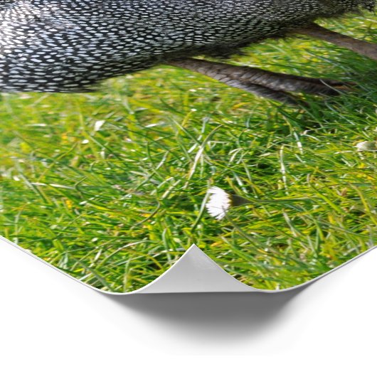 Helmeted Guineafowl op gras Poster (Hoek)