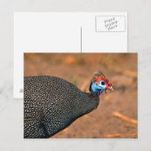 Helmparelhoen (Numida meleagris). Afrika, Briefkaart (Voorkant / Achterkant)