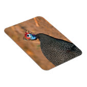 Helmparelhoen (Numida meleagris). Afrika, Magneet (Rechterzijde)