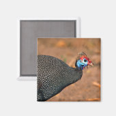 Helmparelhoen (Numida meleagris). Afrika, Magneet (Voorkant / Achterkant)