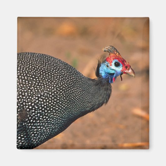 Helmparelhoen (Numida meleagris). Afrika, Magneet (Voorkant)