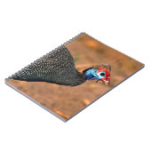 Helmparelhoen (Numida meleagris). Afrika, Notitieboek (Linkerzijde)