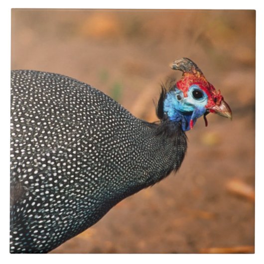 Helmparelhoen (Numida meleagris). Afrika, Tegeltje (Voorkant)