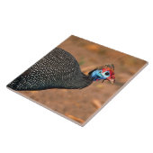 Helmparelhoen (Numida meleagris). Afrika, Tegeltje (Zijkant)