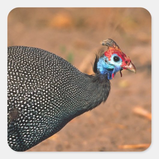 Helmparelhoen (Numida meleagris). Afrika, Vierkante Sticker (Voorkant)