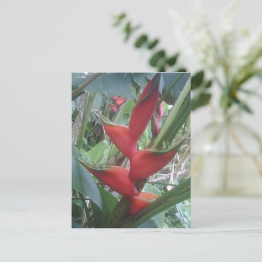 Heloconia Briefkaart (Staand voorkant)