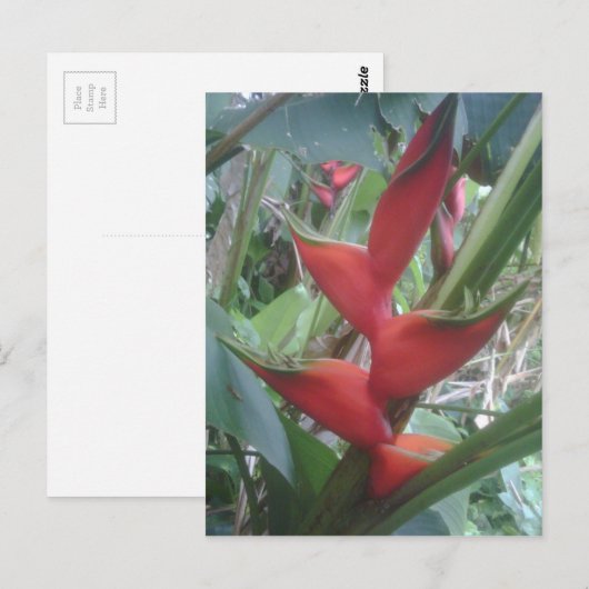 Heloconia Briefkaart (Voorkant / Achterkant)