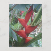 Heloconia Briefkaart (Voorkant)