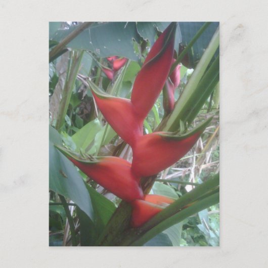 Heloconia Briefkaart (Voorkant)
