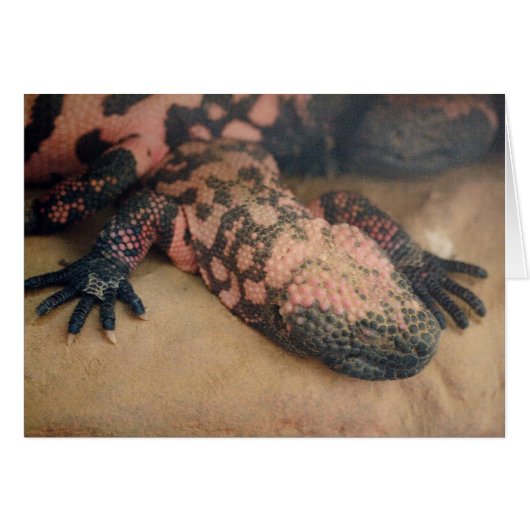 Heloderma (Voorkant Horizontaal)