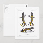 Heloderma Horridum (gebrande hagedis) Briefkaart (Voorkant / Achterkant)