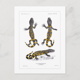 Heloderma Horridum (gebrande hagedis) Briefkaart