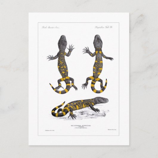 Heloderma Horridum (gebrande hagedis) Briefkaart (Voorkant)