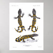 Heloderma Horridum (gebrande hagedis) Poster (Voorkant)
