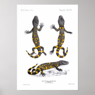 Heloderma Horridum (gebrande hagedis) Poster