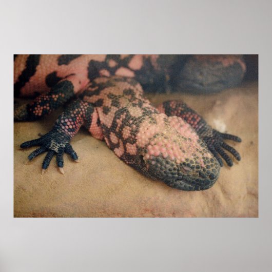 Heloderma Poster (Voorkant)