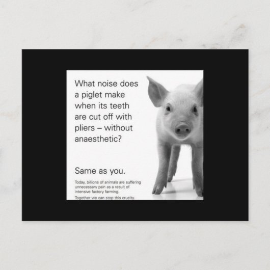 Help de biggen! briefkaart (Voorkant)