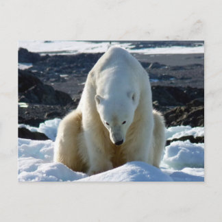 Help, my World is melting. Briefkaart