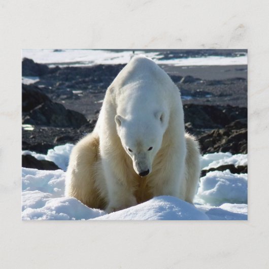 Help, my World is melting. Briefkaart (Voorkant)