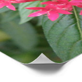 Helroze Tropische Bloemen Poster (Hoek)