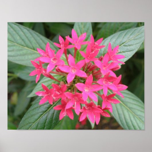 Helroze Tropische Bloemen Poster (Voorkant)