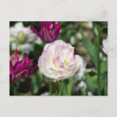 Helroze tulpen op een zonnige dag briefkaart (Voorkant)