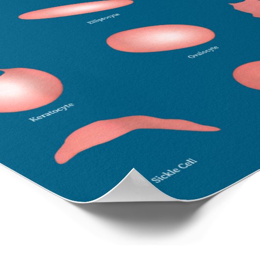 Hematology Red Blood Cell Laboratory Science Hemat Poster (Hoek)