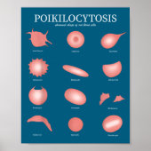 Hematology Red Blood Cell Laboratory Science Hemat Poster (Voorkant)