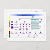 Hematopoëse bij de mens briefkaart (Voorkant / Achterkant)