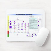 Hematopoëse bij de mens muismat (Met muis)