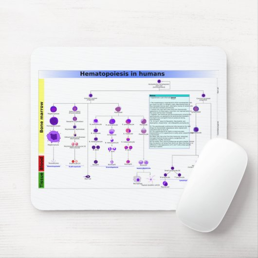 Hematopoëse bij de mens muismat (Met muis)
