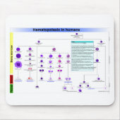 Hematopoëse bij de mens muismat (Voorkant)