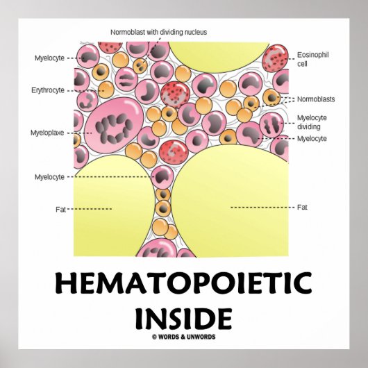 Hematopoëtisch Inside (vorming van bloedcellen) Poster (Voorkant)