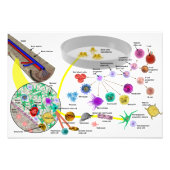 Hematopoëtische stamcellen poster (Voorkant)