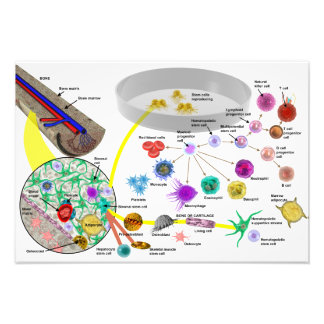 Hematopoëtische stamcellen poster