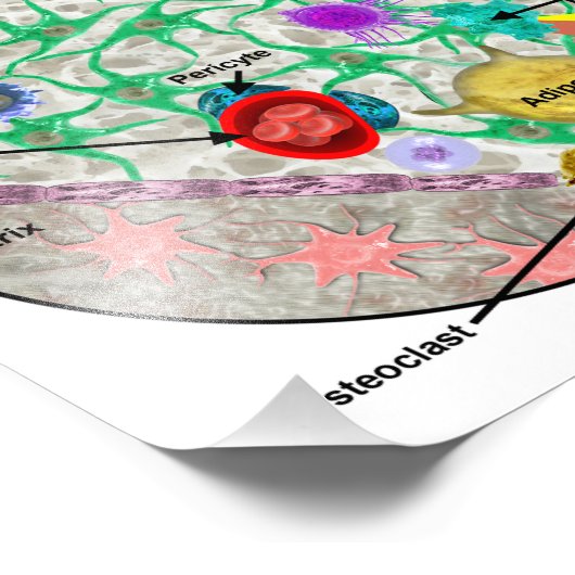 Hematopoëtische stamcellen poster (Hoek)