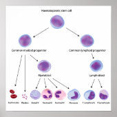 Hematopoiese Poster (Voorkant)