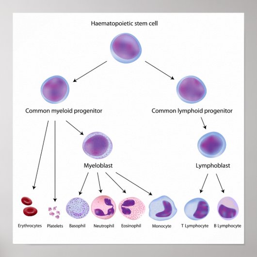 Hematopoiese Poster (Voorkant)