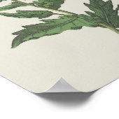 Hembane Wildflower Botanisch Poster (Hoek)